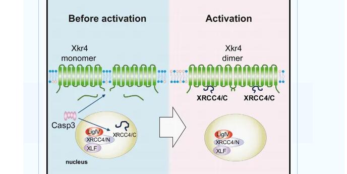 “eat me” 來自死亡細胞的自我清除信號