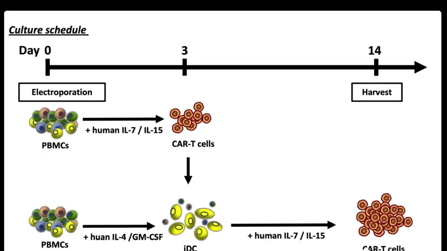 最新應(yīng)用！NEPA21電轉(zhuǎn)儀助力CAR-T細(xì)胞療法的安全性探究