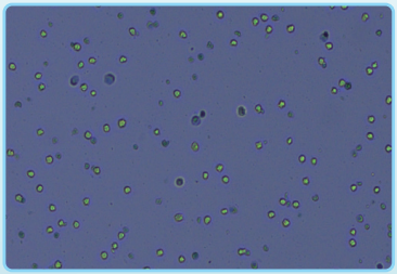 微信截圖_20240729140537 微信截圖_20240729140537