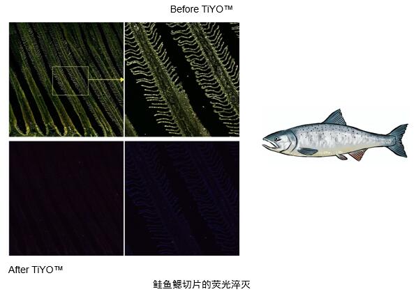 鮭魚鰓切片的熒光淬滅.jpg 鮭魚鰓切片的熒光淬滅.jpg