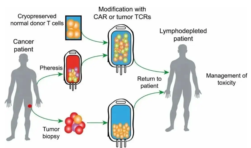 細胞療法：開啟醫學領域的再生革命