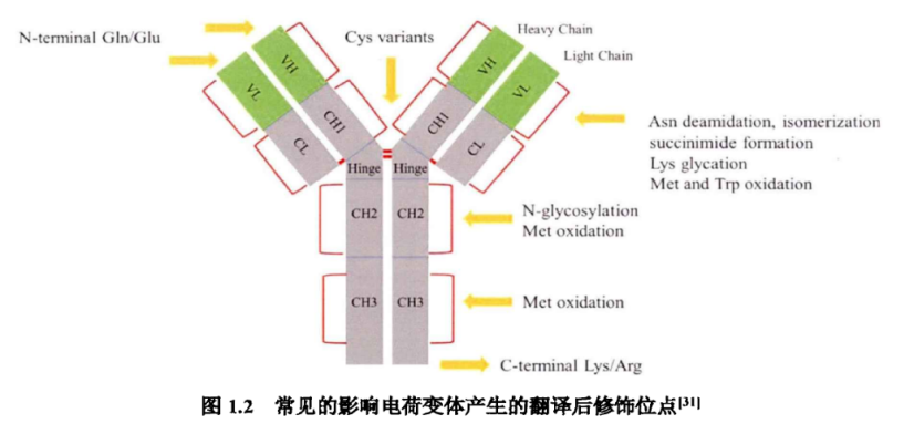 CHO細胞培養過程中單克隆抗體堿性電荷變體的表征與優化