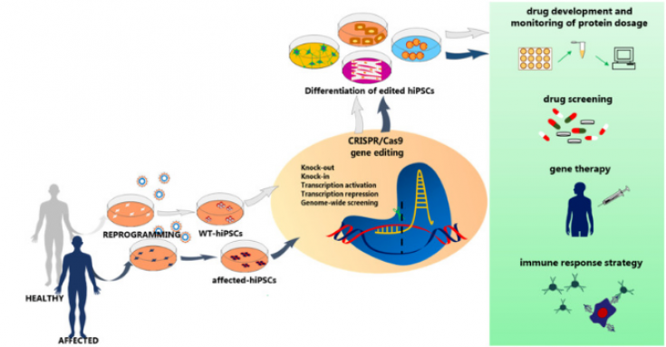 簡化CRISPR基因編輯的干細(xì)胞的工作流程，提高單克隆效率