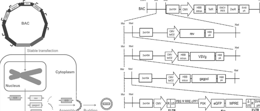 GSK：使用單一DNA結構快速構建穩定的慢病毒載體生產細胞系