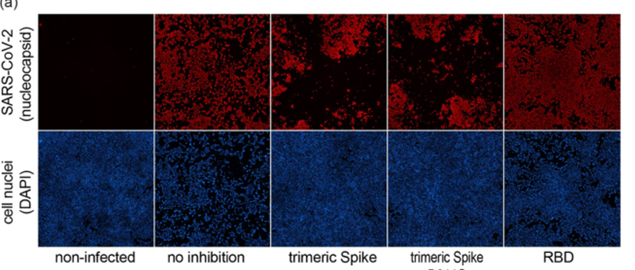 Cytena單細胞打印機助力新冠病毒棘突蛋白的開發